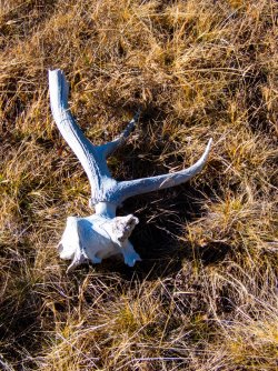YNP_Day-3_Solfatara_Cr_elk_skull.jpg YNP_Day-3_Solfatara_Cr_elk_skull.jpg