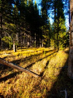 YNP_Day-3_Solfatara_Cr_into_the_trees.jpg YNP_Day-3_Solfatara_Cr_into_the_trees.jpg