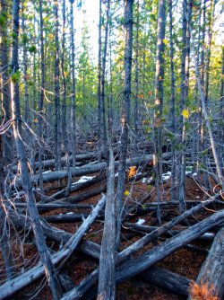 YNP_Day-3_Solfatara_Cr_upper_thicket.jpg YNP_Day-3_Solfatara_Cr_upper_thicket.jpg