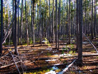 YNP_Day-4_Lava_Cr_forest_route.jpg YNP_Day-4_Lava_Cr_forest_route.jpg