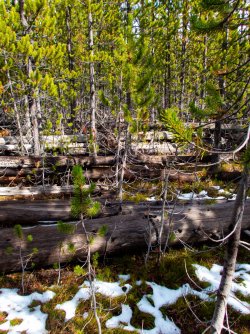 YNP_Day-4_Lava_Cr_thicket.jpg YNP_Day-4_Lava_Cr_thicket.jpg