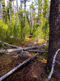 YNP_Day-4_Lava_Cr_thicket_path.jpg YNP_Day-4_Lava_Cr_thicket_path.jpg