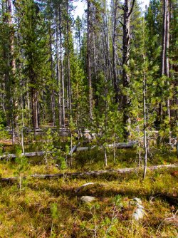 YNP_Day-4_Lava_Cr_thicket_ends.jpg YNP_Day-4_Lava_Cr_thicket_ends.jpg