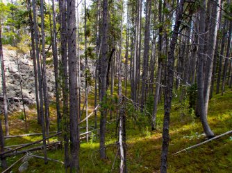 YNP_Day-4_Lava_Cr_open_forest (3).jpg YNP_Day-4_Lava_Cr_open_forest (3).jpg