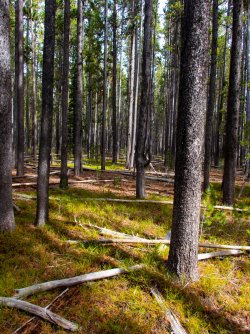 YNP_Day-4_Lava_Cr_open_forest.jpg YNP_Day-4_Lava_Cr_open_forest.jpg