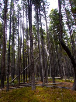 YNP_Day-4_Lava_Cr_open_forest-5.jpg YNP_Day-4_Lava_Cr_open_forest-5.jpg