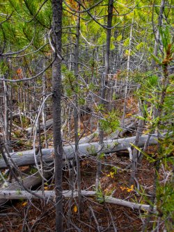 YNP_Day-4_Lava_Cr_thicket-2.jpg YNP_Day-4_Lava_Cr_thicket-2.jpg