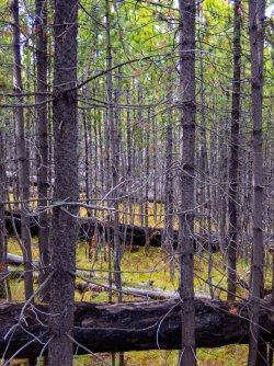 YNP_Day-4_Lava_Cr_closing_in_LP_regen.jpg YNP_Day-4_Lava_Cr_closing_in_LP_regen.jpg