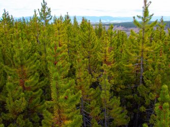 YNP_Day-4_Lava_Cr_overview_LP_regen-1.jpg YNP_Day-4_Lava_Cr_overview_LP_regen-1.jpg