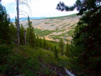 YNP_Day-4_Lava_Cr_sideslope_Ceanothus&LP-1.jpg YNP_Day-4_Lava_Cr_sideslope_Ceanothus&LP-1.jpg