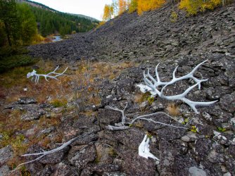 YNP_Day-4_Lava_Cr_elk_antlers.jpg YNP_Day-4_Lava_Cr_elk_antlers.jpg