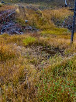 YNP_Day-4_Lava_Cr_elk_wallow.jpg YNP_Day-4_Lava_Cr_elk_wallow.jpg