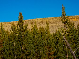 YNP_Day-5_Lava_Cr_camp-4_elk_ridge_close-6.jpg YNP_Day-5_Lava_Cr_camp-4_elk_ridge_close-6.jpg