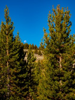 YNP_Day-5_Lava_Cr_camp-4_setting_moon.jpg YNP_Day-5_Lava_Cr_camp-4_setting_moon.jpg