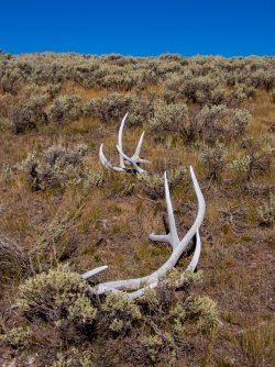 YNP_Day-5_Lava_Cr_elk_antlers_sagebrush-1.jpg YNP_Day-5_Lava_Cr_elk_antlers_sagebrush-1.jpg