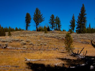 YNP_Day-5_Lava_Cr_Doug_Firs.jpg YNP_Day-5_Lava_Cr_Doug_Firs.jpg