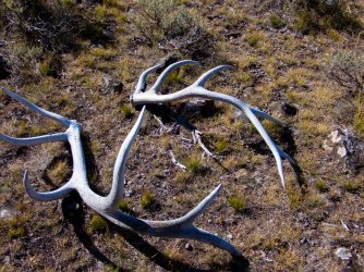 YNP_Day-5_Lava_Cr_elk_antlers_both_left-1.jpg YNP_Day-5_Lava_Cr_elk_antlers_both_left-1.jpg