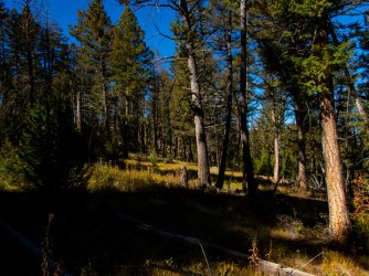 YNP_Day-5_Lava_Cr_Doug_Fir_forest-1.jpg YNP_Day-5_Lava_Cr_Doug_Fir_forest-1.jpg