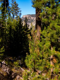 YNP_Day-5_Lava_Cr_Doug_Fir_forest&Everts.jpg YNP_Day-5_Lava_Cr_Doug_Fir_forest&Everts.jpg