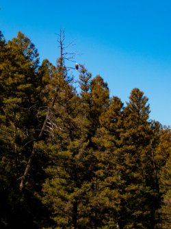 YNP_Day-5_Bald_Eagle_over_road.jpg YNP_Day-5_Bald_Eagle_over_road.jpg