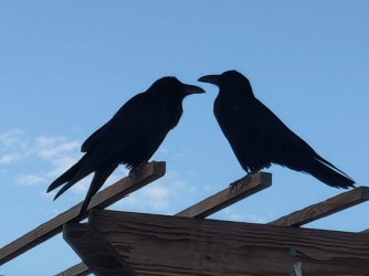 IMG_20220315_072351 (1).jpg