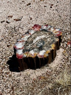 E87145E4-4435-4EC3-9DE9-7ECDC7D59364.jpeg E87145E4-4435-4EC3-9DE9-7ECDC7D59364.jpeg