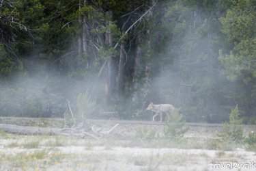 21_6_Yellowstone_Grand_Canyon-109.jpg