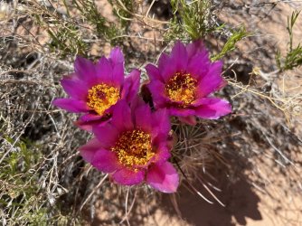 IMG_2685.jpg IMG_2685.jpg