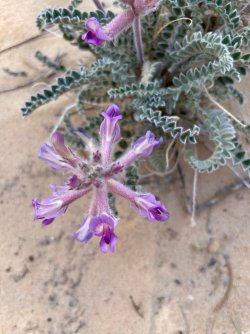 IMG_2078.jpg IMG_2078.jpg