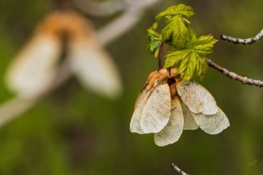 RCM02438-2022 Wanderings 2022-220511-6.jpg