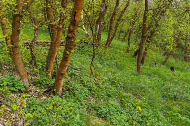 RCM02449-2022 Wanderings 2022-220511-11.jpg