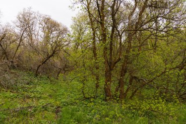 RCM02440-2022 Wanderings 2022-220511-7.jpg