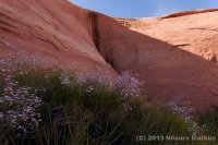 Escalante-Fiftymile-Nilauro-Markus-2012-05-24-6533.jpg Escalante-Fiftymile-Nilauro-Markus-2012-05-24-6533.jpg