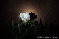 Escalante-Fiftymile-Nilauro-Markus-2012-05-24-6630.jpg Escalante-Fiftymile-Nilauro-Markus-2012-05-24-6630.jpg