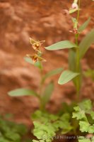 Escalante-Fiftymile-Nilauro-Markus-2012-05-24-7460.jpg Escalante-Fiftymile-Nilauro-Markus-2012-05-24-7460.jpg