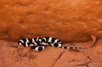 Escalante-Fiftymile-Nilauro-Markus-2012-05-24-7601.jpg Escalante-Fiftymile-Nilauro-Markus-2012-05-24-7601.jpg