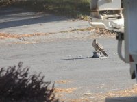 bird-killing-bird.jpg bird-killing-bird.jpg