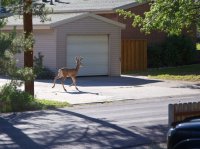 deer-in-slc.jpg deer-in-slc.jpg