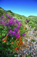 39_HDR-wildflowers_trail.jpg