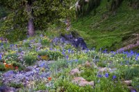 70_shumway-canyon_wildflowers_25%.jpg
