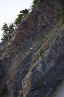 157_wellsville_mountain-goat.jpg