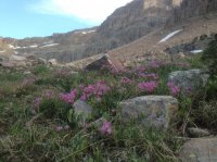 Flowers.JPG Flowers.JPG