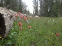 Flowers & Log.JPG Flowers & Log.JPG