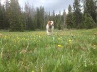 Sunny & Flowers.JPG Sunny & Flowers.JPG