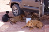 dogs-in-the-shade.jpg