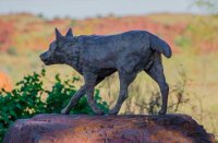 130704 Red Dog (1 of 1).jpg