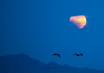 cranes:eclipse.JPG