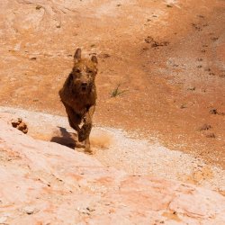 RCM03178-GCNRA 5_2022-220530-15.jpg