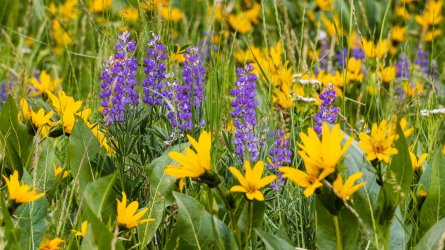 RCM03730-2022 Wanderings 2022-220604-1.jpg RCM03730-2022 Wanderings 2022-220604-1.jpg