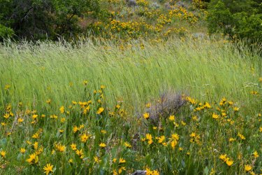 RCM03724-2022 Wanderings 2022-220604-5.jpg RCM03724-2022 Wanderings 2022-220604-5.jpg